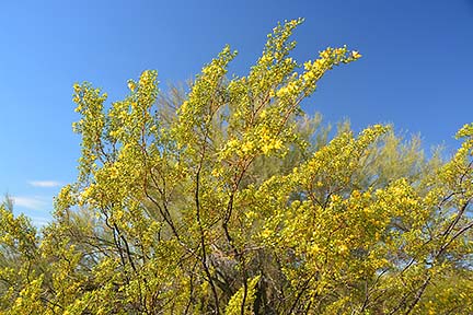 Creosote, McDowell Mountain Regional Park, March 20, 2015